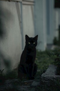 黑夜中的黑猫