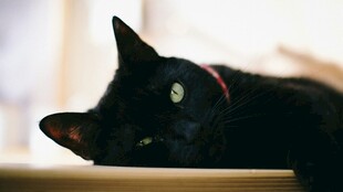 黑猫慵懒趴卧