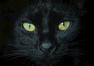 黑猫绿眼特写