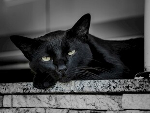 黑猫慵懒趴于砖石上