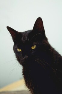 黑猫凝视