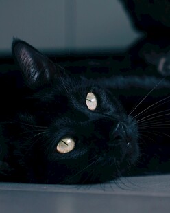 黑猫凝视