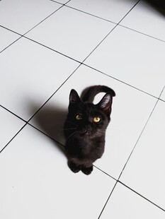黑猫蹲坐于白色瓷砖地面
