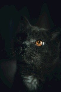 黑猫凝视