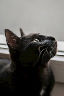 仰头小黑猫