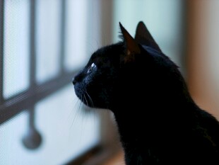 黑猫侧影