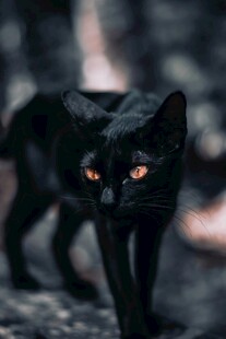 暗夜红眼黑猫