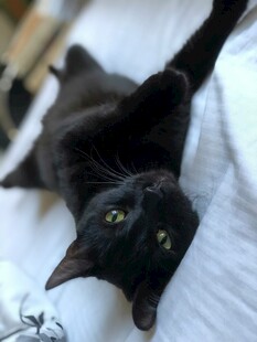 黑猫躺卧显慵懒姿态