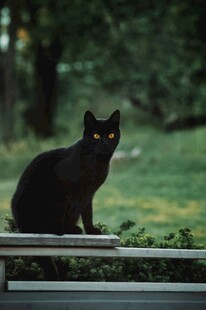 黑猫静立户外平台