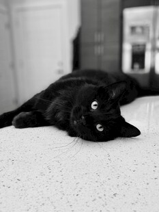 黑猫慵懒趴卧在地面