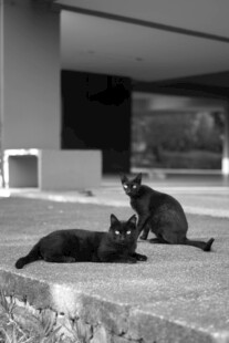 户外亲昵的两只猫咪