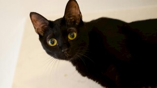 黑猫歪头好奇模样