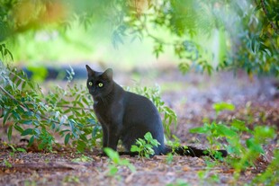 林间黑猫