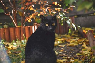 黑猫静立于秋日落叶间