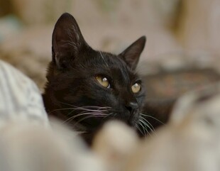 黑猫侧卧眼神专注