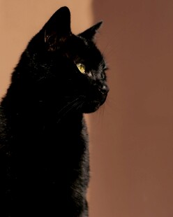 黑猫侧影