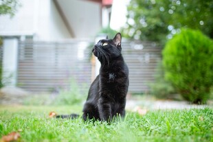 黑猫端坐于翠绿草坪上