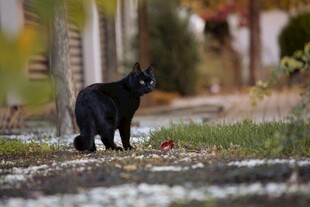黑猫漫步于户外小道