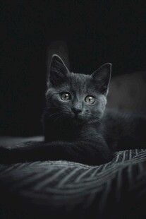 黑暗中可爱的猫咪