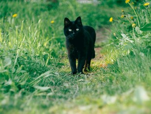草地上的黑猫