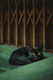 黑猫蜷卧于古朴背景中