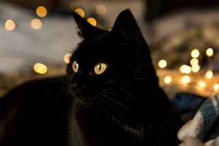 黑猫在闪烁灯光下的侧影