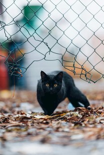 黑猫在围栏边漫步