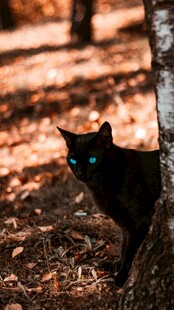 林间黑猫藏身落叶之中