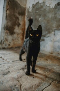 废弃屋内的黑猫