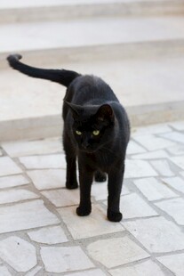 黑猫漫步石板路