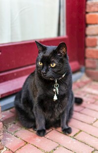 黑猫坐于红门前