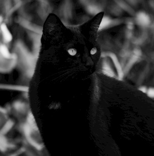 黑猫凝视