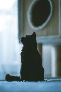 静坐凝望的猫咪剪影