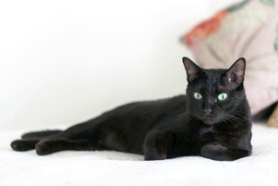 黑猫慵懒躺卧姿态优雅