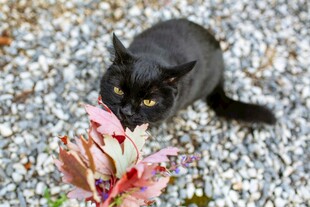 黑猫嗅闻艳丽花朵