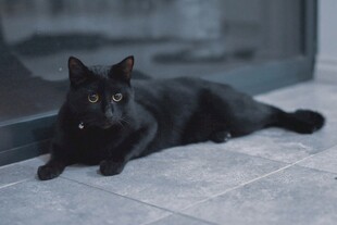 黑猫慵懒趴地