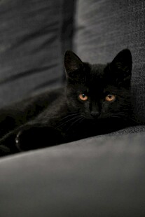 沙发上的黑猫