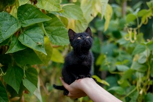 手托黑猫于绿叶间