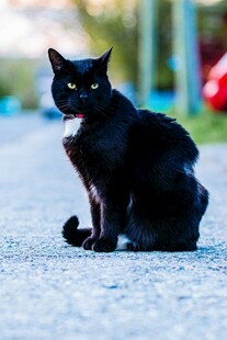 黑猫端坐路面