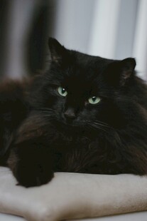 慵懒黑猫趴卧姿态优雅