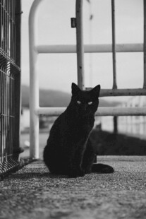 黑猫独坐户外铁门旁