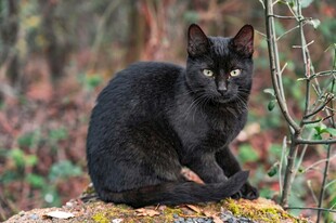 黑猫坐于林间岩石上