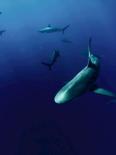 深海中游弋的鲨鱼