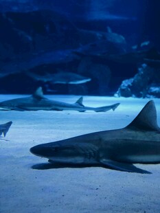 水族馆中的鲨鱼静静休憩