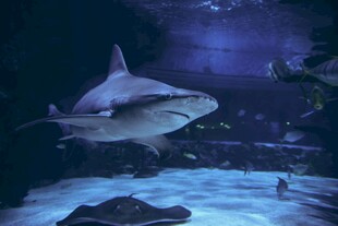 水族馆中的鲨鱼遨游景象