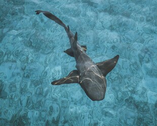 水中遨游的鲨鱼