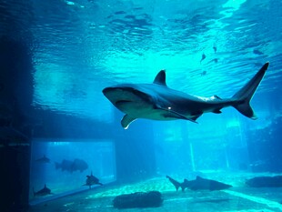 水族馆中畅游的凶猛鲨鱼