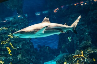 水族馆中的鲨鱼遨游
