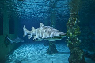 水族馆内的大鱼景观