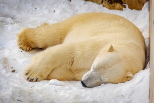 雪地中酣睡的北极熊